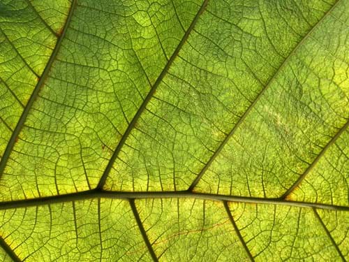 Leaf