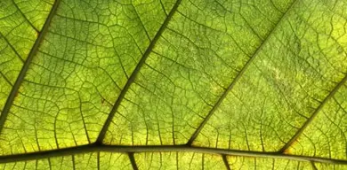 Leaf