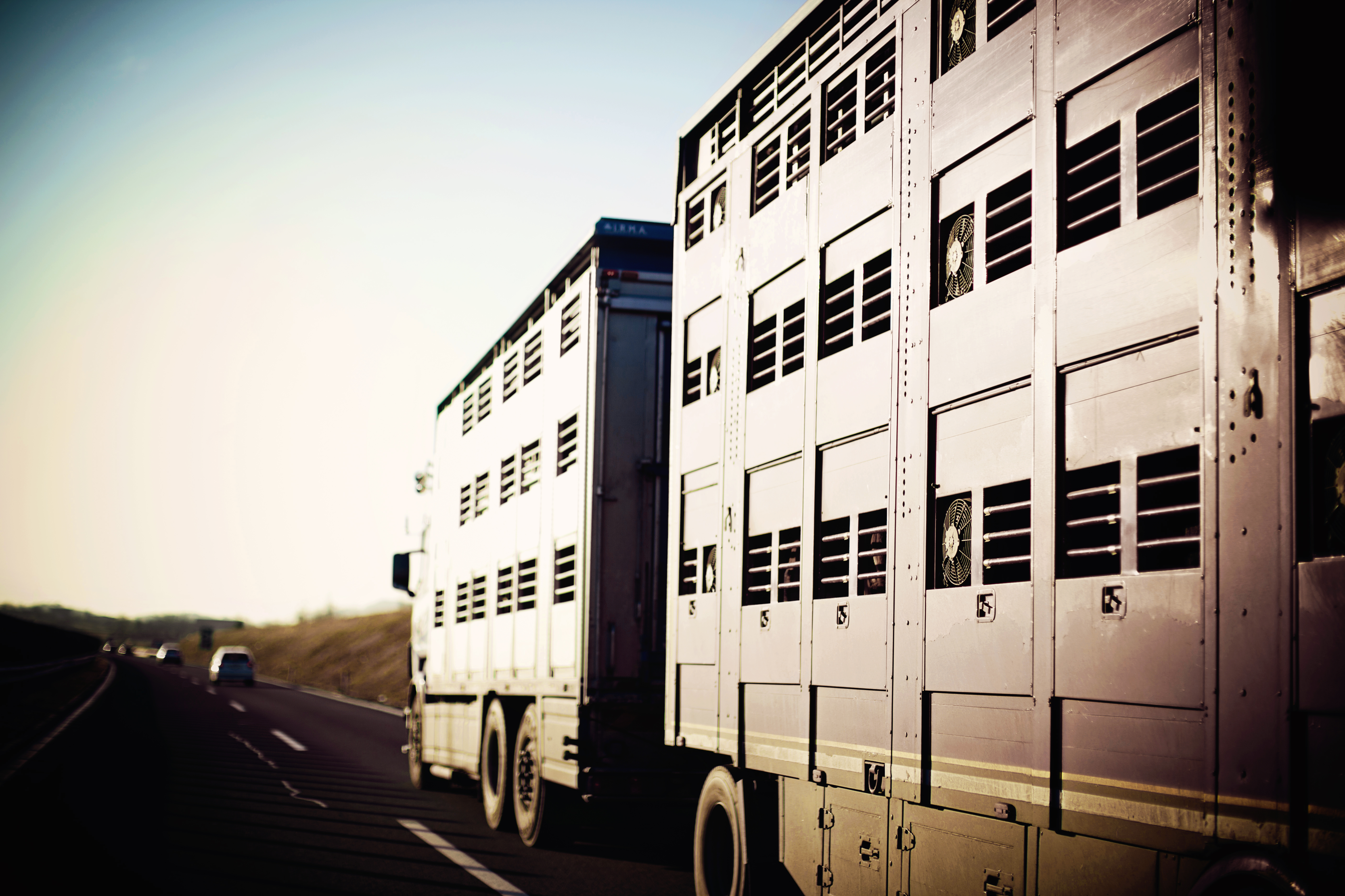 Automated Planning For Optimising Breeding Animal Transport