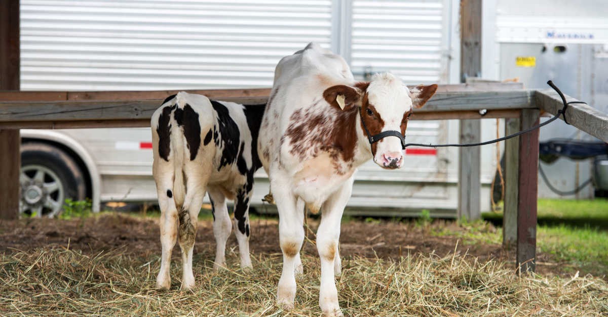Transporting livestock for breeding complying with health regulations