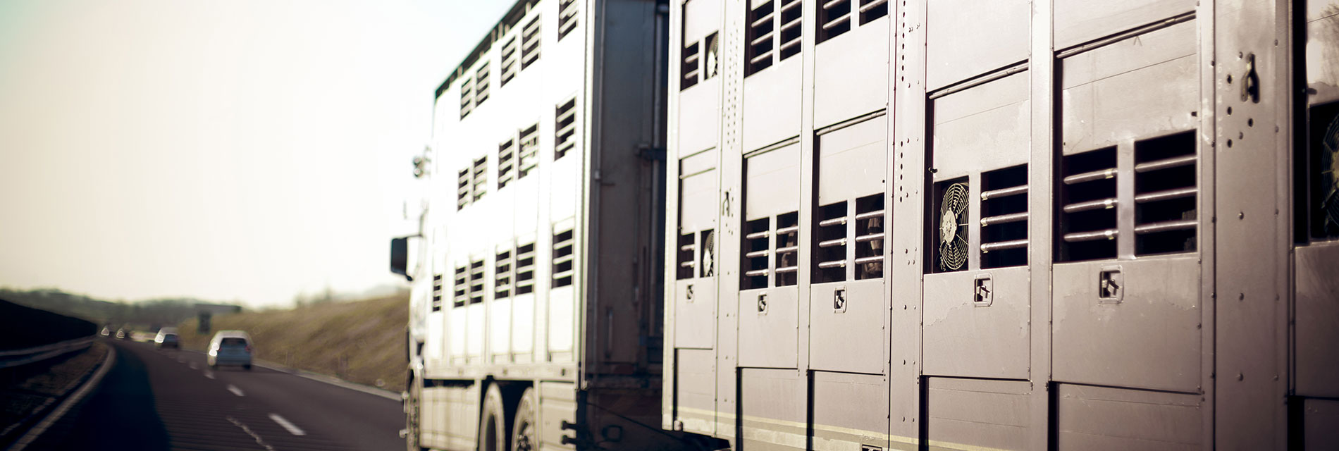 Livestock Stage Image 1900X640