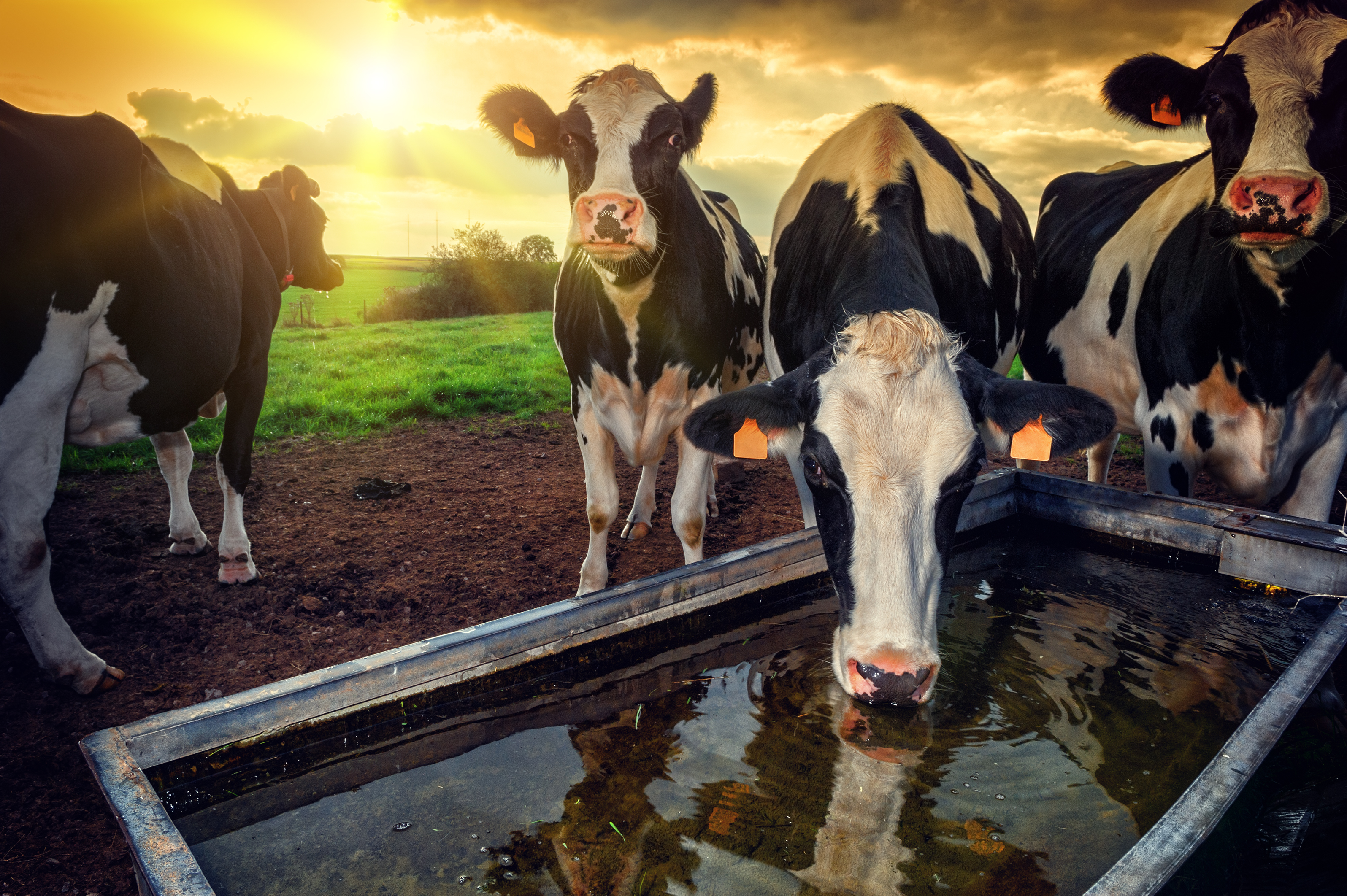 Livestock Istock 471972925