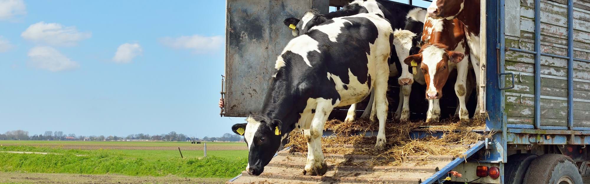 Livestock (1)