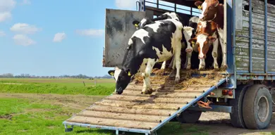Istock 463833347 Cows