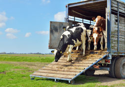 Istock 463833347 Cows