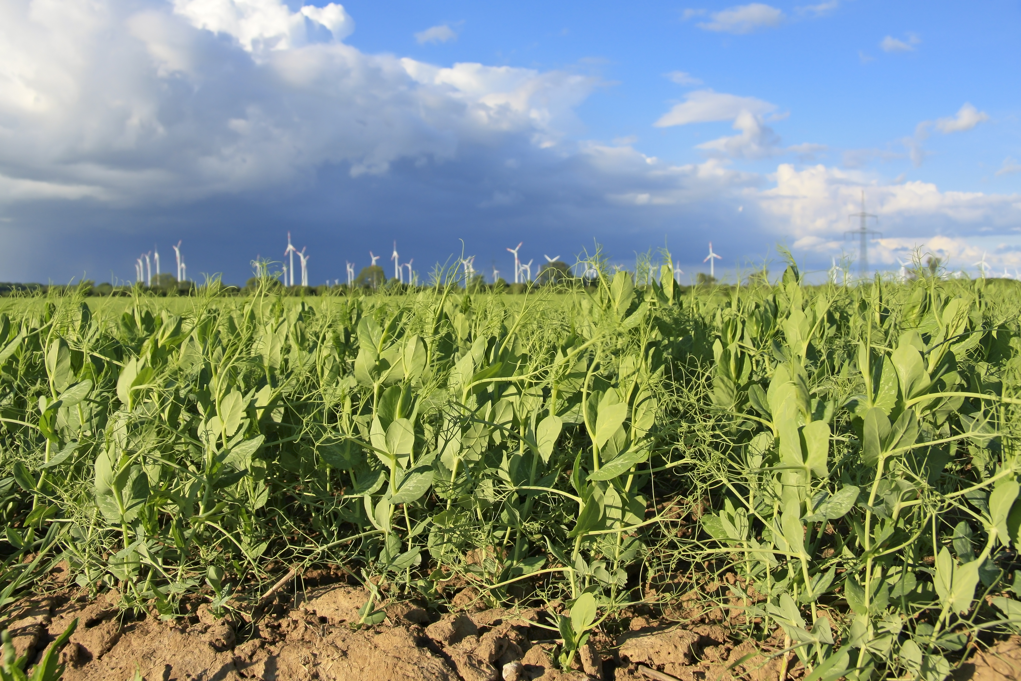 Regenerative Farming: Building a Healthier Food System