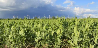regenerative farming