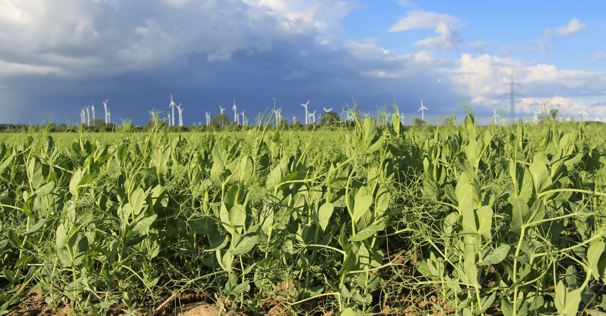 Regenerative Farming: Building a Healthier Food System
